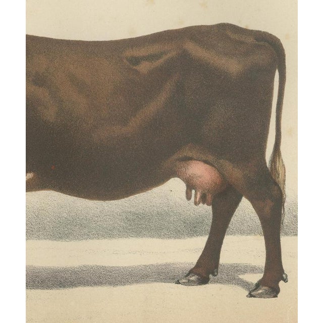Borie, Flemish Cow, French Cattle Breed, 1863, Chromolithograph For Sale - Image 6 of 9