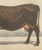 Borie, Flemish Cow, French Cattle Breed, 1863, Chromolithograph For Sale - Image 6 of 9