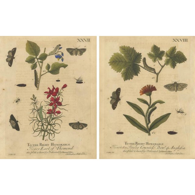 Albin, Moths with Garden Flowers, Hand-Colored Engravings, Set of 2 For Sale - Image 4 of 9