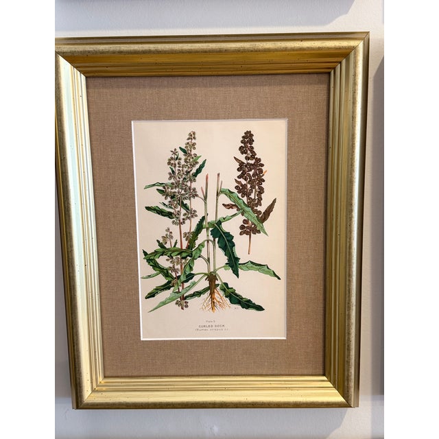 A Suite of Eight English Botanical Engravings, Late 19th Century For Sale - Image 9 of 13