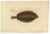 Antique print, titled: 'Poissons Plate 13 - La Pole (Pleuronectes nigromanus).' - This rare plate shows the Witch flounder...