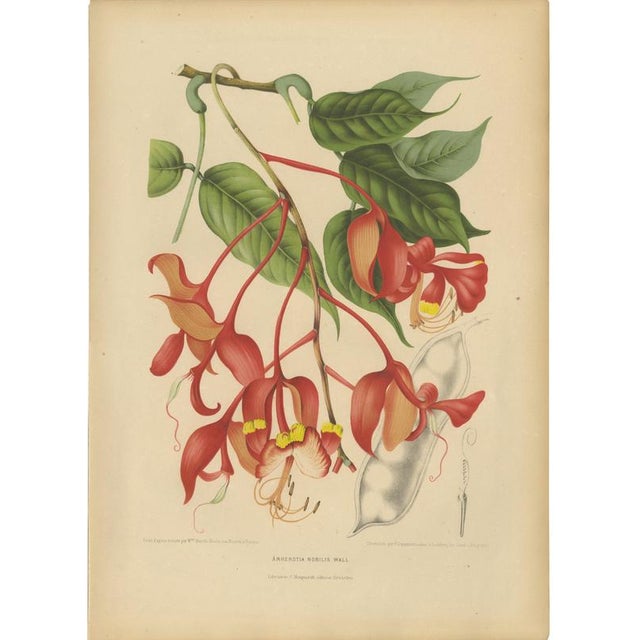 Berthe Hoola van Nooten, Pride of Burma, 1880, Chromolithograph For Sale - Image 9 of 9