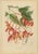 Berthe Hoola van Nooten, Pride of Burma, 1880, Chromolithograph For Sale - Image 9 of 9