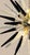 Murano Hand-Blown Murano Glass Sputnik Chandelier, 51 Clear and Black Tips, Brass Frame For Sale - Image 4 of 5