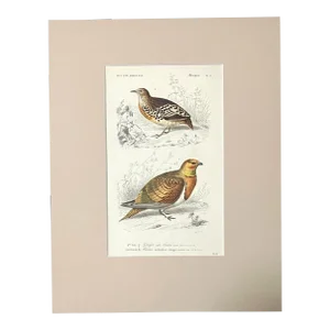 Original Antique D'Orbigny Hand-Colored Engraving,Sandgrouse and Buttonquail EUC
