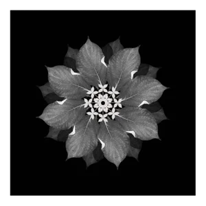 Meditation on a Spring Garden 3, Photograph, Geometric, 2010