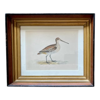 Antique Bird Print of the Great Snipe by Morris ‘1855’ For Sale