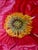 Textile Iceland Poppy Framed Oil on Canvas by Shelly Gurton Titled "Riva" For Sale - Image 7 of 11