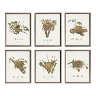 Assorted Bird Nest Study St/6 For Sale
