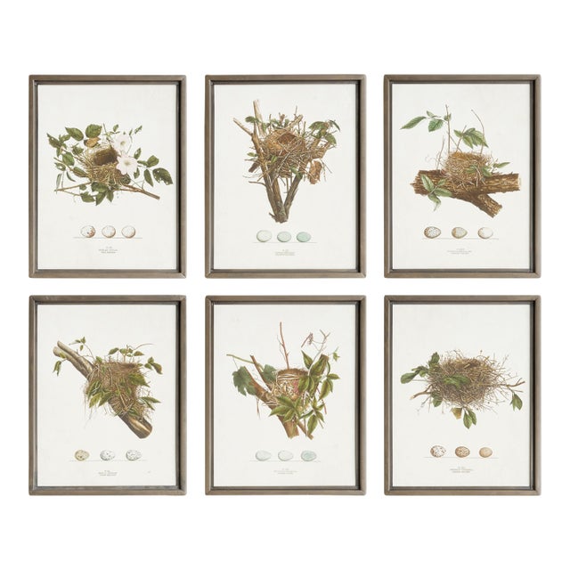 Assorted Bird Nest Study St/6 For Sale