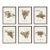 Assorted Bird Nest Study St/6 For Sale