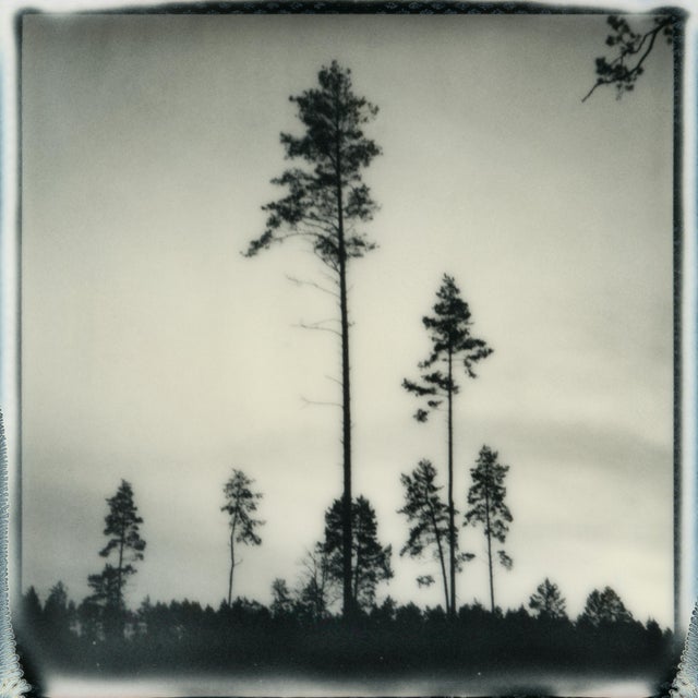 Baltic pines, 2025 A study of silhouette and stillness of the Baltic landscape. Captured on Polaroid film. Archival...