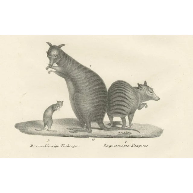 Mid 19th Century C.C. G. Zool., Rust-Colored Phalanger and Striped Kangaroo, 1836, Lithograph For Sale - Image 5 of 10