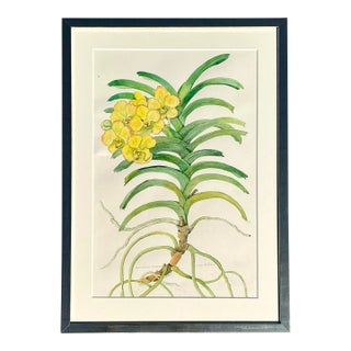 Vintage Original Botanical Watercolor on Paper For Sale