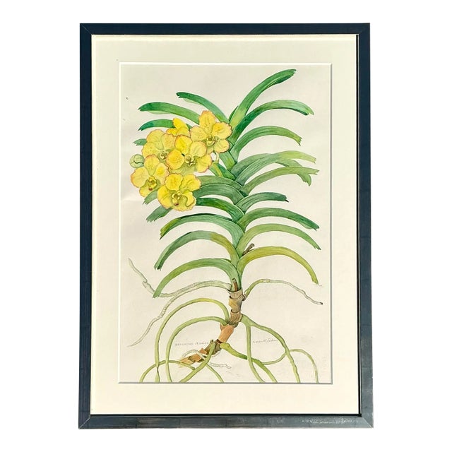 Vintage Original Botanical Watercolor on Paper For Sale