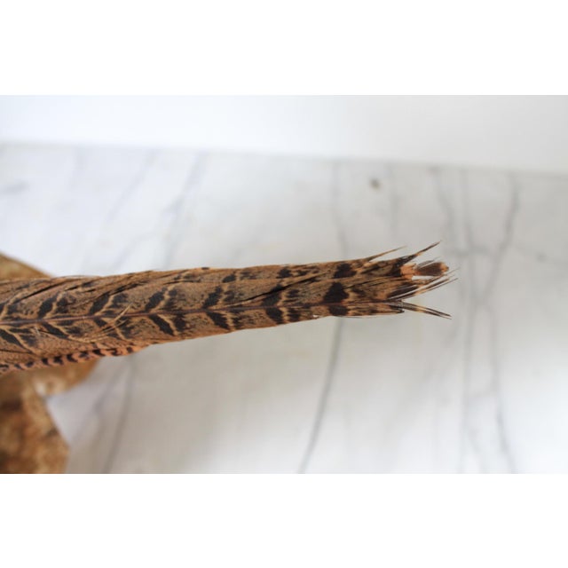 Animal Skin Vintage Taxidermy Ringneck Pheasant Mounted on Birchwood For Sale - Image 7 of 11