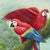 Tropical Scarlet Macaw Parrot Painting on Canvas - Signed For Sale - Image 4 of 12