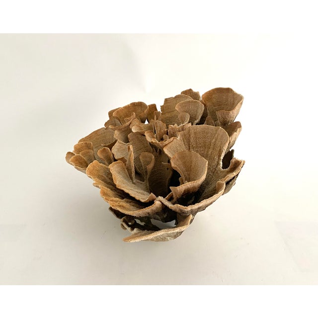 1990s Natural Unbleached Poca Coral Specimen For Sale - Image 5 of 8
