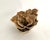 1990s Natural Unbleached Poca Coral Specimen For Sale - Image 5 of 8