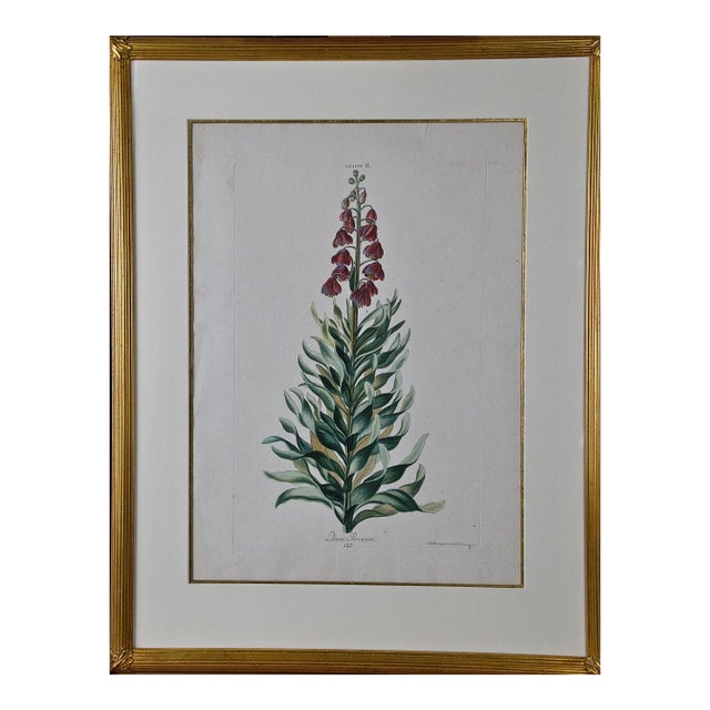 "Lilium Persicum" Ehret 18th Century Hand Colored Botanical Engraving, 1774 For Sale