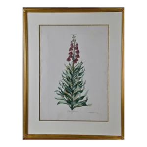 "Lilium Persicum" Ehret 18th Century Hand Colored Botanical Engraving, 1774