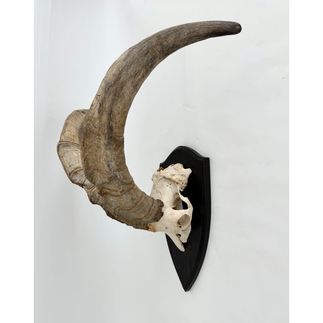 Late 20th Century German Steinbok Wild Goat Horns For Sale - Image 5 of 8