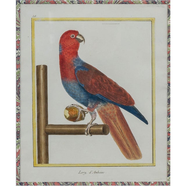 French Francois-Nicolas Martinet - Pair Framed Parrot Engravings For Sale - Image 3 of 9
