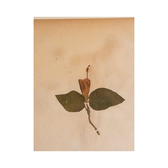 Rustic European Antique Herbarium - Valerian, Circa 1890 - 1915 For Sale - Image 3 of 4