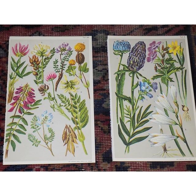 Authentic Antique 19th Century Alpine Botanical Color Lithographs - Set of 9 For Sale - Image 4 of 8