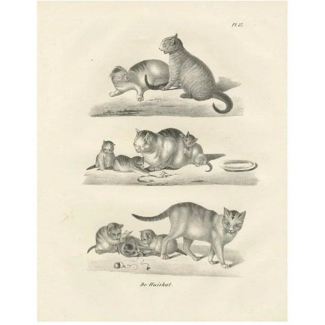 Domestic Cats, 1836, Lithograph For Sale - Image 10 of 10