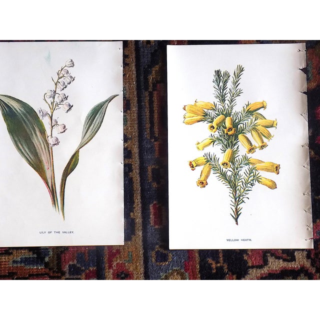 Printmaking Materials Antique 19th Century Edward Hulme Botanical "Garden Flowers" Lithographs - Set of 12 - Super Price! For Sale - Image 7 of 9