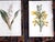 Printmaking Materials Antique 19th Century Edward Hulme Botanical "Garden Flowers" Lithographs - Set of 12 - Super Price! For Sale - Image 7 of 9