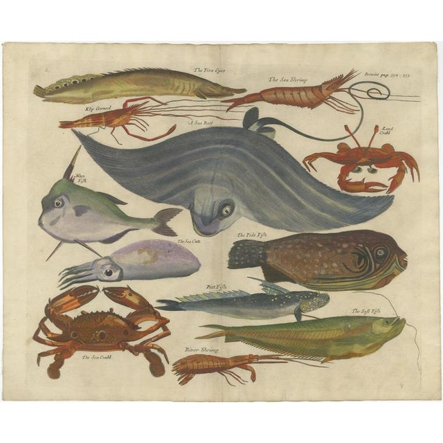 John Nieuhoff, Exotic Fish, 1800s, Paper, Set of 5 For Sale - Image 3 of 10