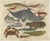 John Nieuhoff, Exotic Fish, 1800s, Paper, Set of 5 For Sale - Image 3 of 10