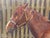 Mid-Century British Equestrian Horse Portrait Attributed to Lionel Ellis, c.1950–60 For Sale - Image 9 of 18