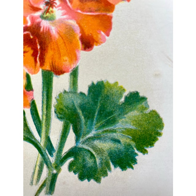 Antique Botanical Print From England Featuring a Vibrant Orangish Red Empress of India Flower With Green Foliage - Circa 1892 For Sale - Image 4 of 10