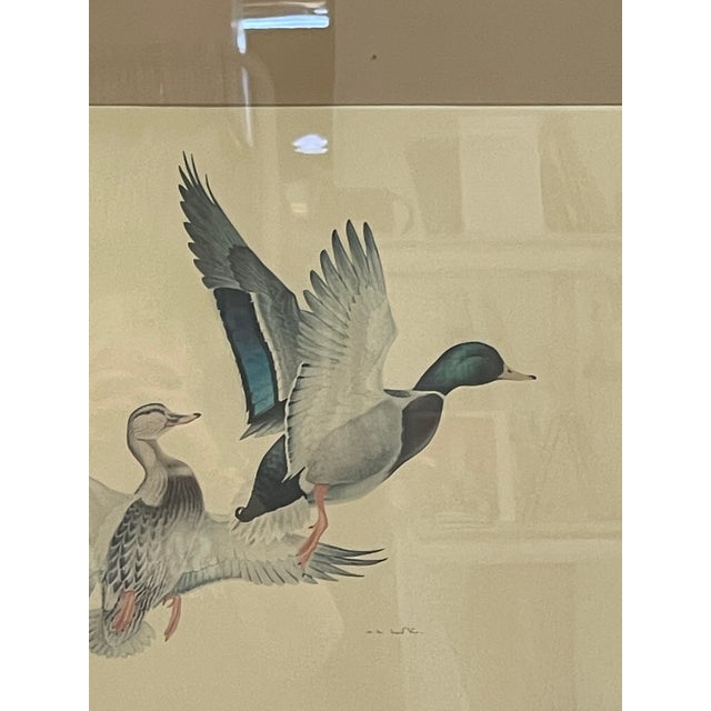 Vintage Framed Waterfowl Bird Print of Flying Ducks, Wildlife Wall Art For Sale In Seattle - Image 6 of 10