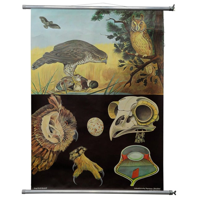 Goshawk Buzzard Long-Eared Owl Rollable Wall Chart Poster by Jung Koch Quentell For Sale - Image 6 of 6