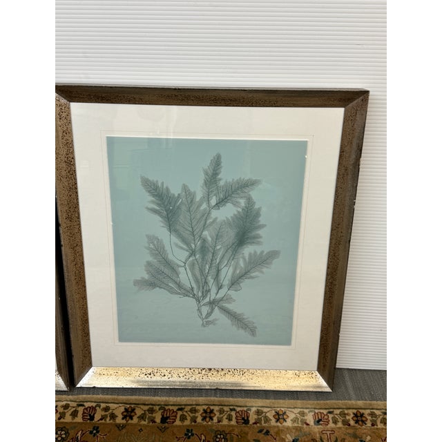 Soicher Marin Gallery Blue Ocean Coral Prints, Set of Three For Sale - Image 10 of 12