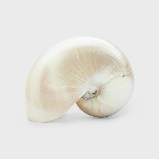 Pearlescent Natural white Shell Sculpture