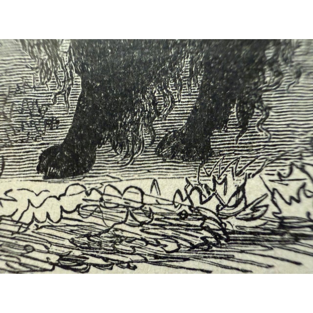 Victorian Antique Wood Engraving of a Llama, C. 1860s–1890s, Beautifully Framed in Red For Sale - Image 3 of 11