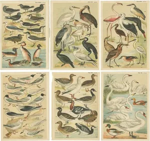 Gordon, Various Waterfowl and Wading Birds, 1900, Prints, Set of 6