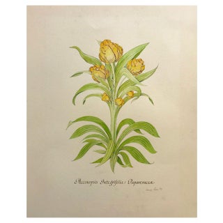 Stanley Reece, Yellow Lampshade Poppy Flower, 20th Century, Watercolour Painting For Sale