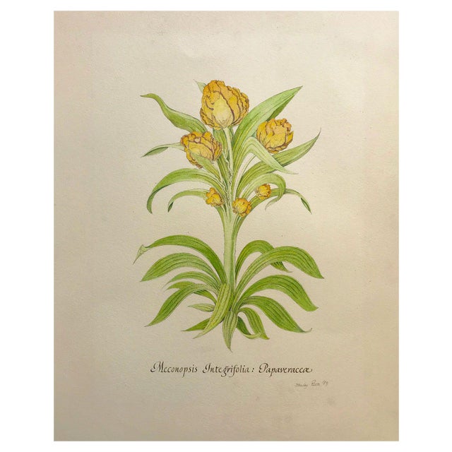 Stanley Reece, Yellow Lampshade Poppy Flower, 20th Century, Watercolour Painting For Sale
