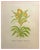Stanley Reece, Yellow Lampshade Poppy Flower, 20th Century, Watercolour Painting For Sale