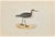 Wood Sandpiper is a modern artwork realized in 1870 by the British artist Alexander Francis Lydon (1836-1917). Woodcut...