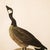 Farmhouse 1966 Vintage Cottage Print "Canada Goose" After John James Audubon For Sale - Image 3 of 7