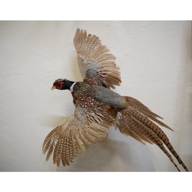 Taxidermy Flying Pheasant Bird Cock / Male / Rooster The piece has a metal wire to allow for hanging on a wall. This...