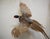 Taxidermy Flying Pheasant Bird Cock / Male / Rooster The piece has a metal wire to allow for hanging on a wall. This...