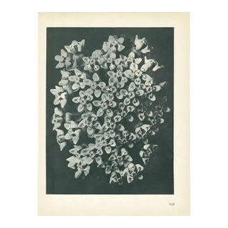 1928 Karl Blossfeldt Original Period Photogravure N115 of Asclepias Incarnata For Sale